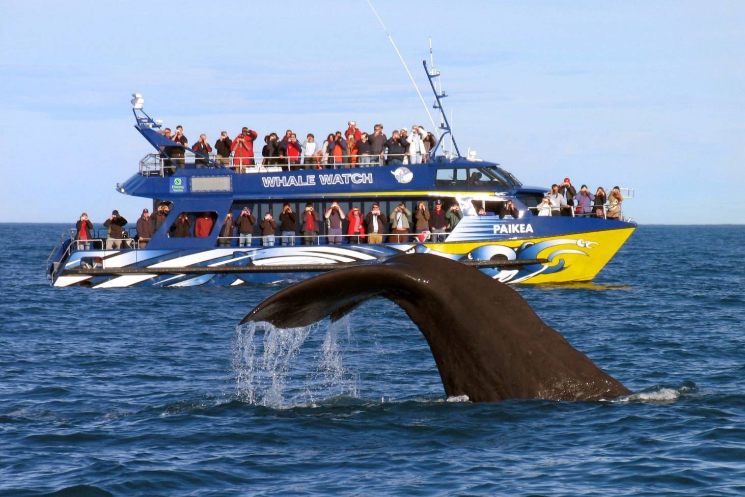 Whale watching New Zealand